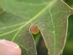 Amphibolips nubilipennis