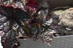 Darmera peltata
