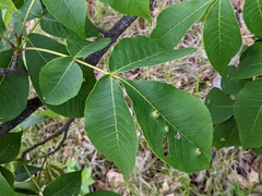 Phylloxera auburnensis