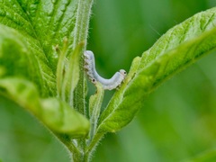 Monostegia abdominalis