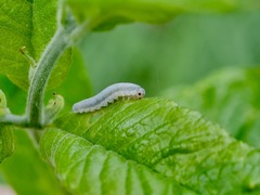 Monostegia abdominalis