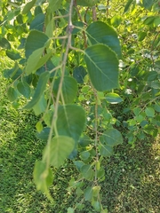 Betula