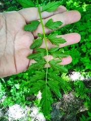 Cardamine impatiens