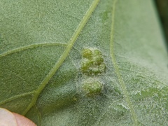 Melikaiella ostensackeni