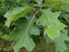 Melikaiella ostensackeni