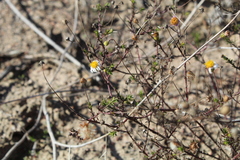 Felicia hyssopifolia