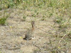 Sylvilagus audubonii