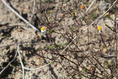 Felicia hyssopifolia