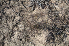 Felicia hyssopifolia