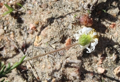 Felicia hyssopifolia