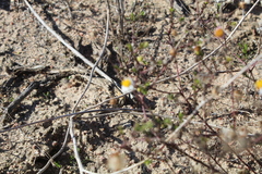 Felicia hyssopifolia