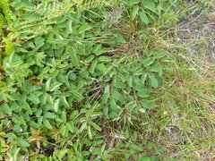 Sanguisorba officinalis