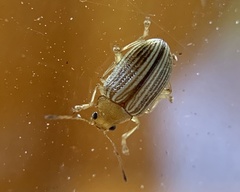 Colaspis floridiana