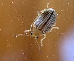 Colaspis floridiana