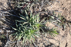 Conicosia pugioniformis