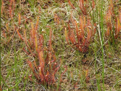 Drosera linearis