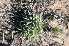 Conicosia pugioniformis