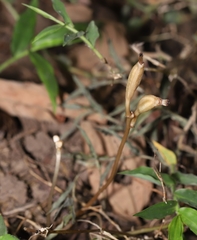 Didymoplexis pallens