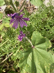 Malva sylvestris