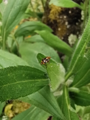Liocoris tripustulatus