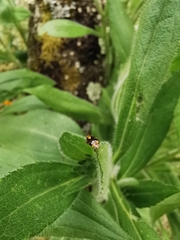 Liocoris tripustulatus