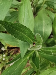 Liocoris tripustulatus