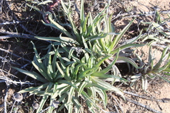 Conicosia pugioniformis