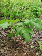 Heracleum dissectum