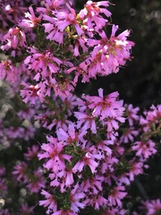 Erica dispar