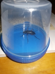 Strongylium erythrocephalum