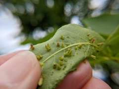 Caryomyia striolata