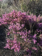 Erica dispar