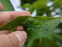 Caryomyia striolata