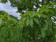 Caryomyia striolata