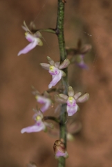 Diplocentrum congestum