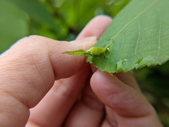 Phylloxera caryaevenae