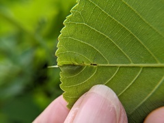 Phylloxera caryaevenae