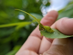 Phylloxera caryaevenae