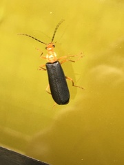 Podabrus fayi
