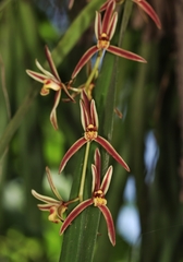 Cymbidium bicolor