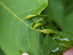 Phylloxera caryaevenae
