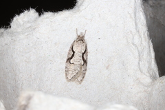 Semioscopis packardella