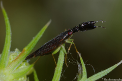 Heterotoma planicornis