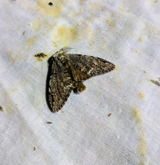 Stauroplitis annulata