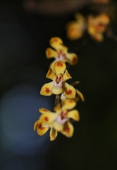 Smithsonia maculata