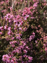 Erica dispar