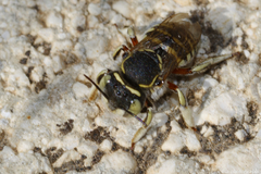 Anthidium taeniatum