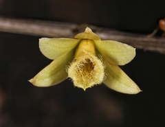 Dendrobium macrostachyum