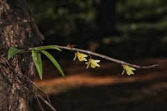 Dendrobium macrostachyum