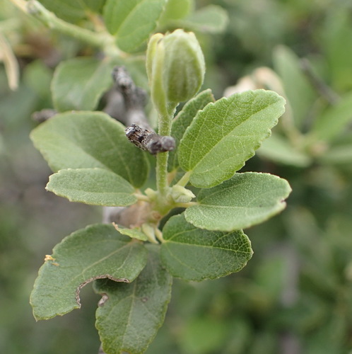 Image of Grewia robusta by (c) Nicola van Berkel, some rights reserved (CC BY-SA)